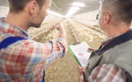 Broiler Online Animal Welfare Training | FACTA LLC