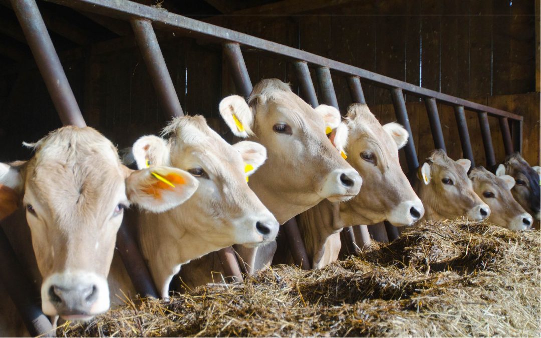 FACTA Animal Welfare Audit Programs | FACTA LLC