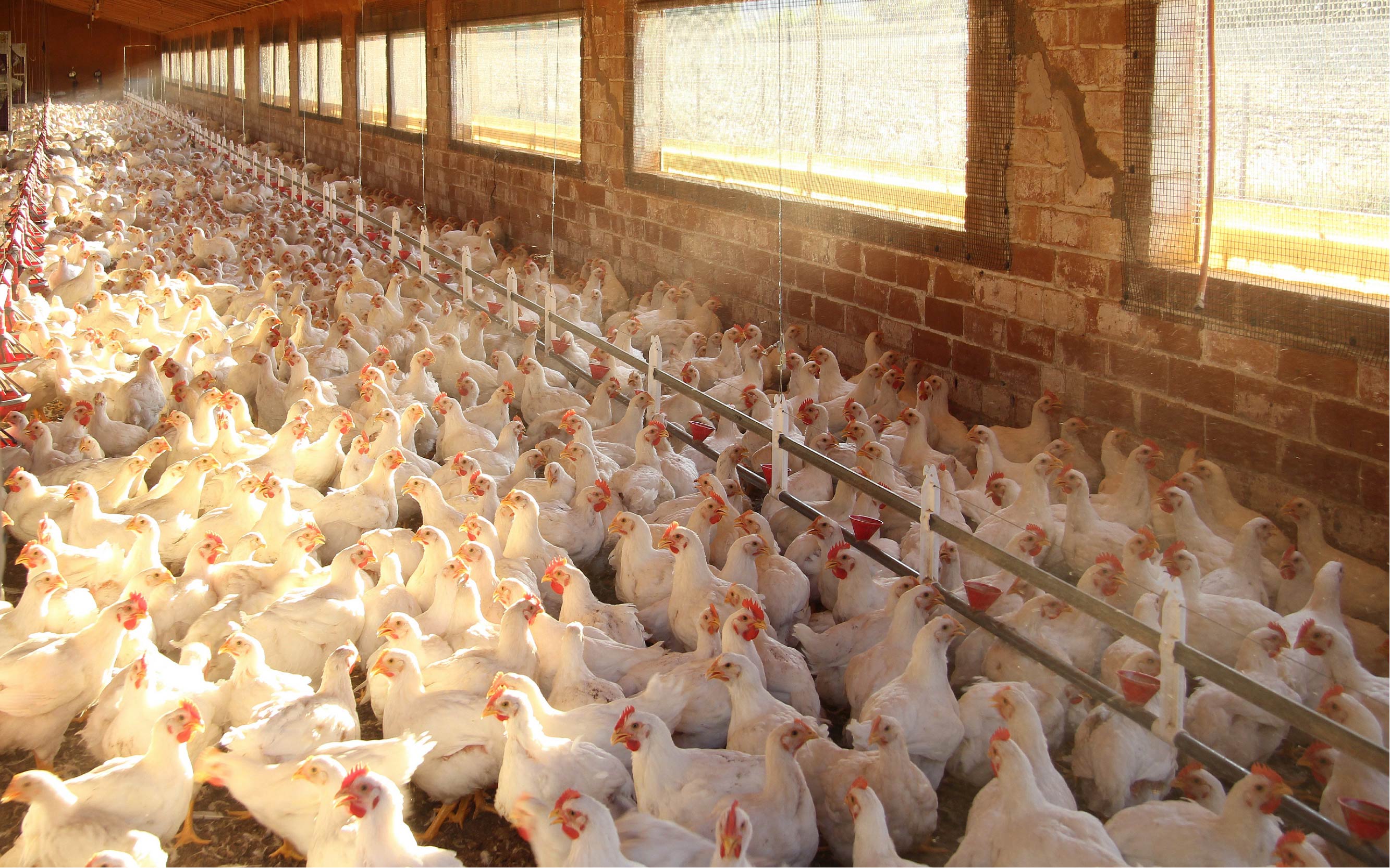 Chicken Farm LQ 01 FACTA LLC