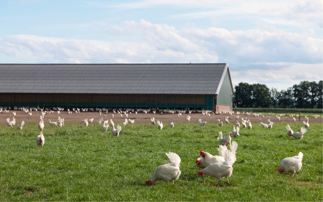 Broiler Online Animal Welfare Training | FACTA LLC