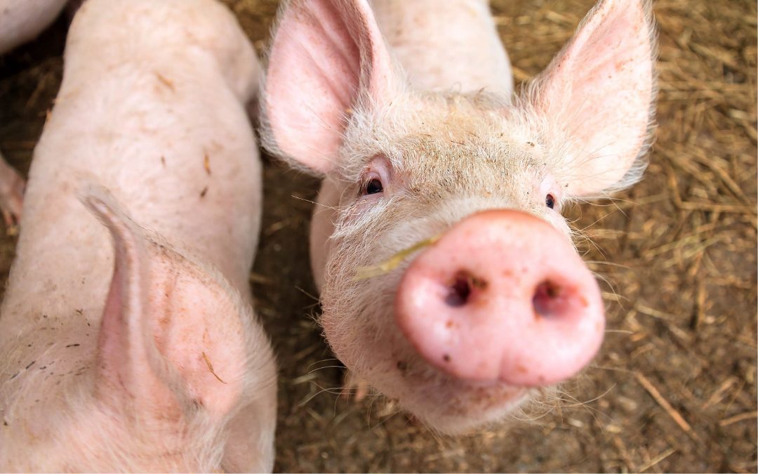 Pork Online Animal Welfare Training | FACTA LLC
