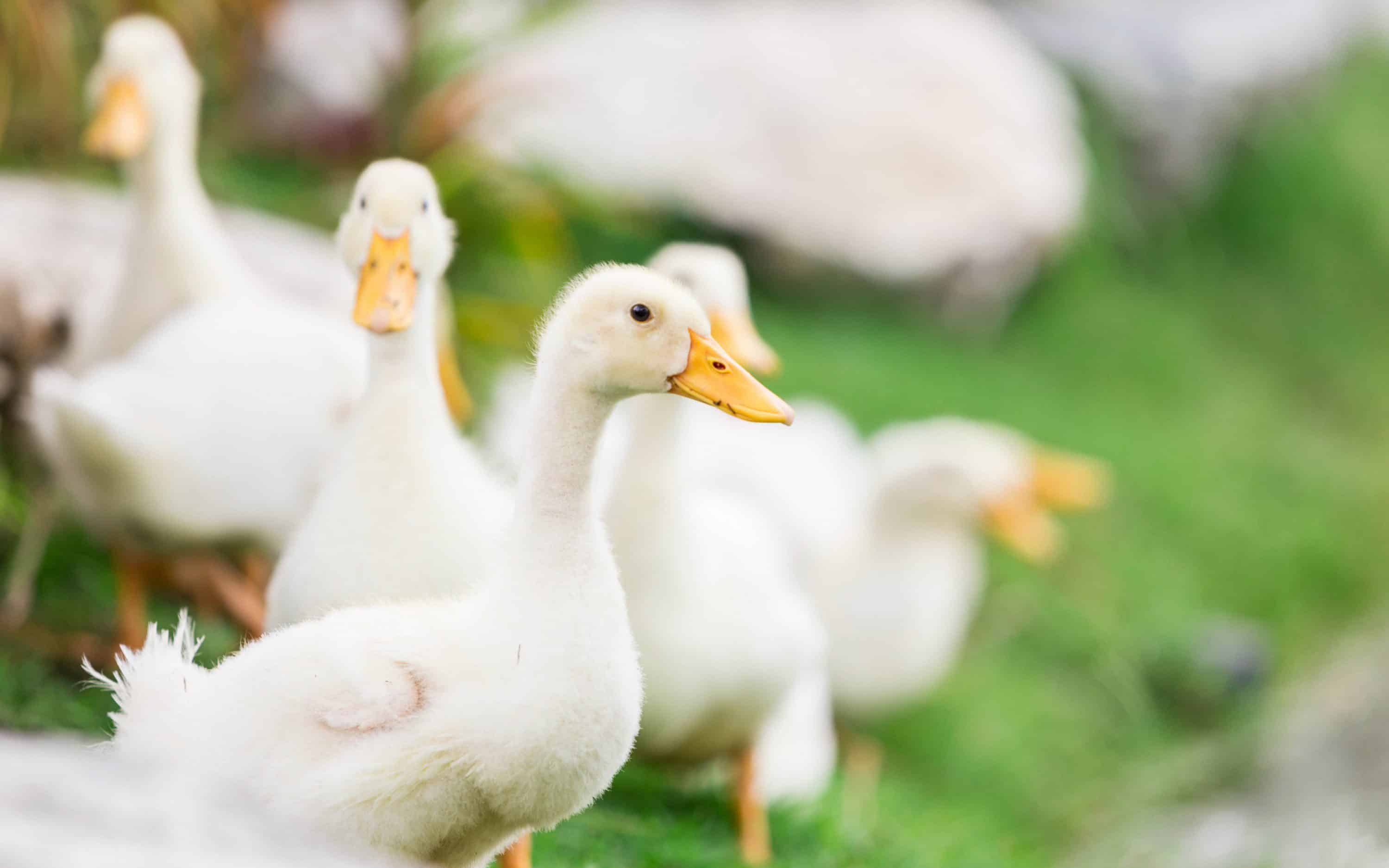 FACTA Animal Welfare Audit Programs | FACTA LLC