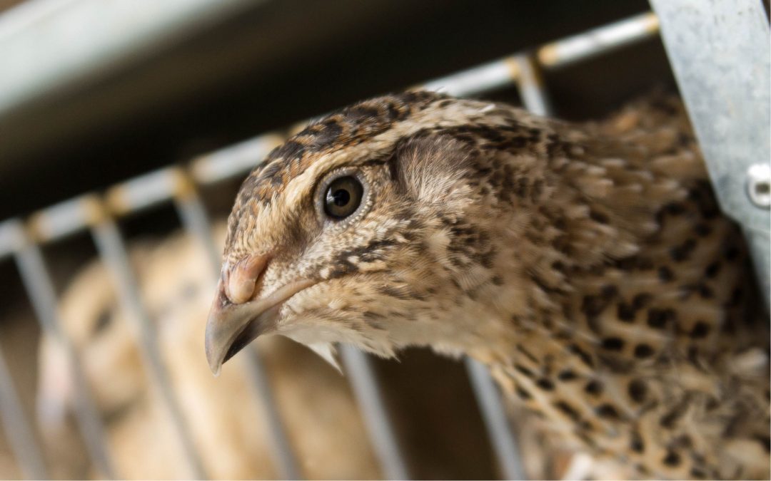 FACTA Animal Welfare Audit Programs | FACTA LLC