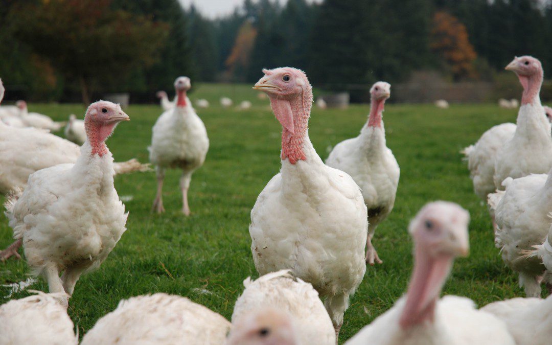 Turkey Online Animal Welfare Training | FACTA LLC