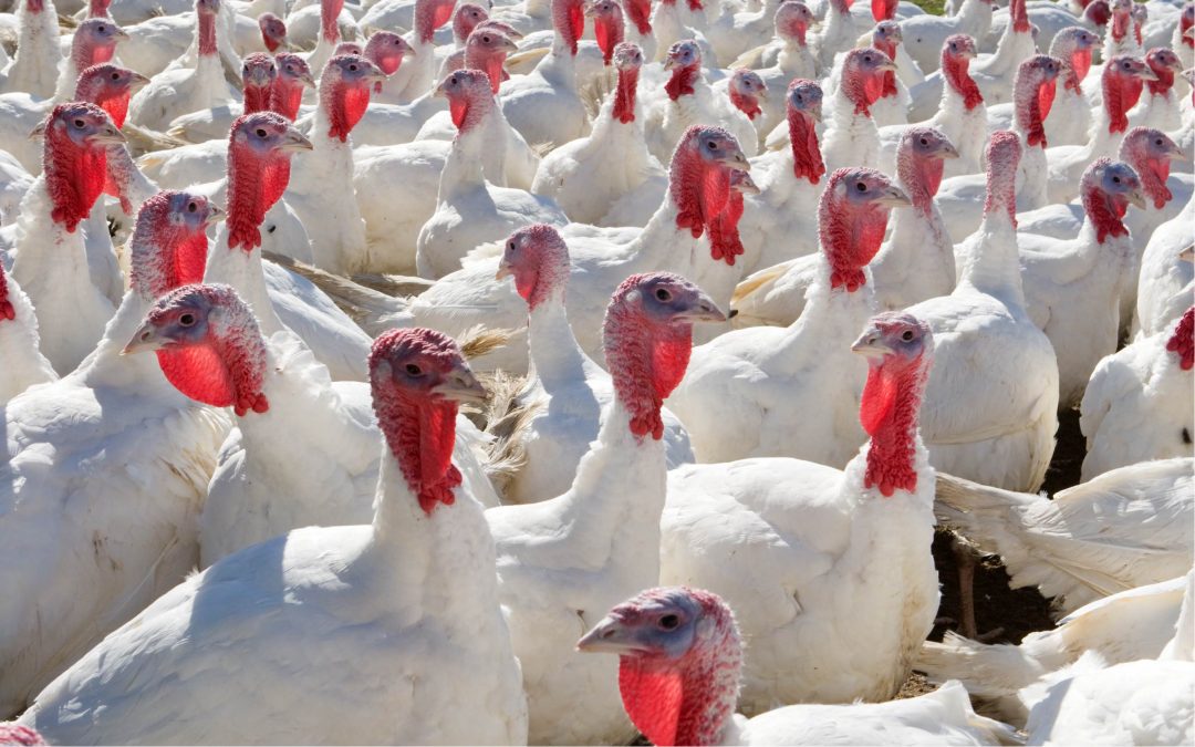 FACTA Animal Welfare Audit Programs | FACTA LLC